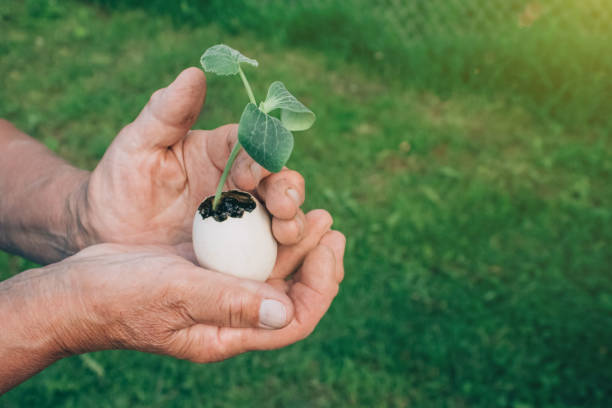 hands holding an eggshell with a healthy seedling sprouting out, grass background